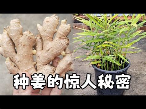 家裡種薑|老薑變盆栽，在家種植香料秘訣 